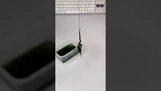 Cara Kita Pasang Lumut Target Nila Kecil