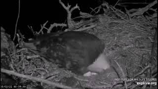 Two Harbors Cam.Cholyn,K 82 laid her second egg.