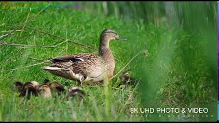 Late Spring Mellard cute ducks wildlife on the lake Canon R8 + Canon 800 mm f11 @Cheshire 2024