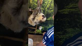 Feeding Sammy The Sloth
