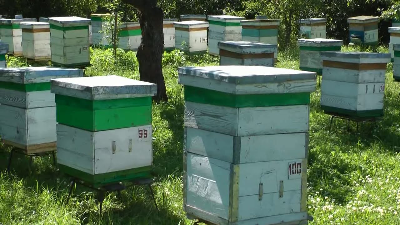 бортничество в башкортостане. пасека на роях. улей на пасеке. улей на пасеке. пасека гутаповых.
