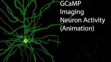 GCaMP Neuron (Animation)