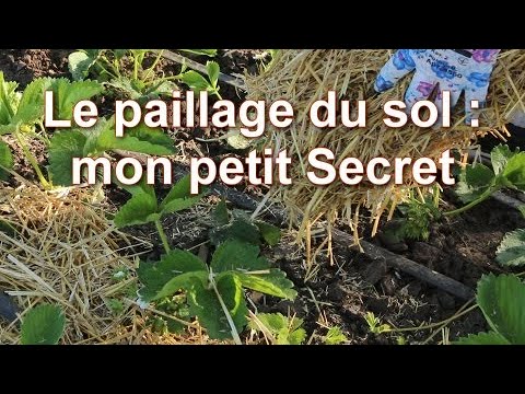 Vidéo: Mulching Veggie Beds - Comment et quand ajouter du paillis dans les potagers