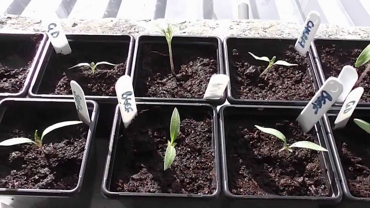 Allotment Diary March 20 : Quick veg plants & plot progress report