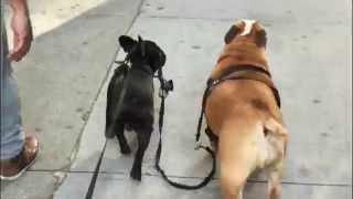 French bulldog puppy walking English bulldog