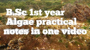 B.Sc 1st year botany practical file/// Botany practical file Bsc 1st year