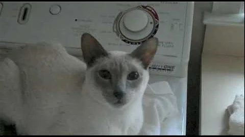 Watch the video about VID00002.dv Speak Mishou