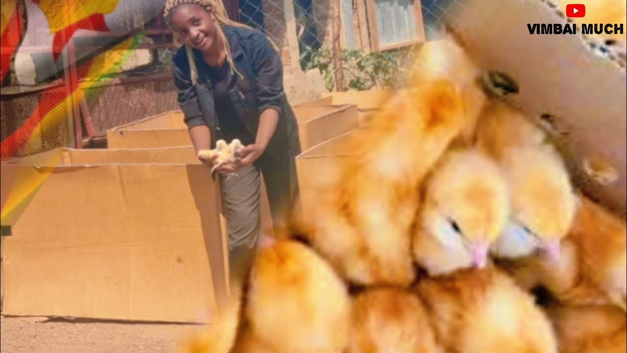 How I Brood Sasso Chicks from Day 1 to Day 28🪿❤️:  Creating enough space for my Sasso Chicks.