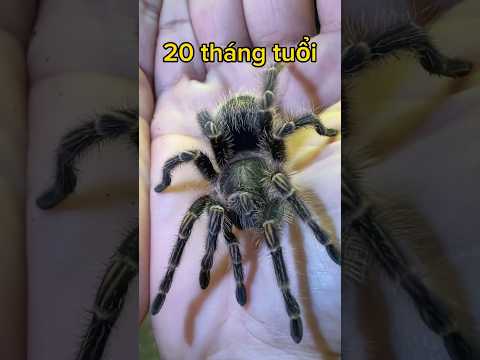 Video: Tarantula độc: ảnh và mô tả, môi trường sống, độc tố nguy hiểm