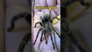 Quá Trình Phát Triển Của Loài Nhện Như Thế Nào ? Nhớ Xem Hết Clip