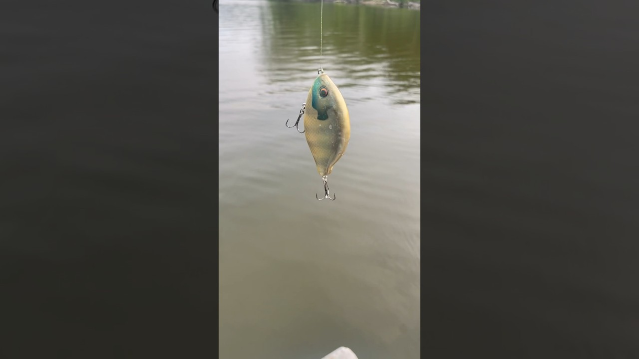 Yummy golden bluegill swimbait. #fishing #baitmaking #luremaking 