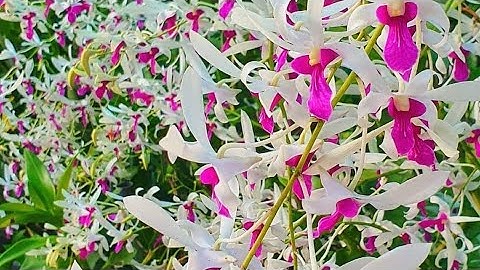 3 Cây Lan Dendro Nắng Siêng Bông,Hoa Thơm Nhất Định Bạn Phải Trồng Trong Vườn