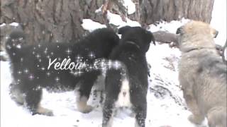 American Alsatian Puppies Playing in the Snow by DireWolf Dogs of Vallecito, LLC 4,800 views 11 years ago 2 minutes, 10 seconds