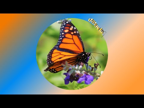 Unbox & Grow Painted Lady Butterflies: Ultimate Kit Review
