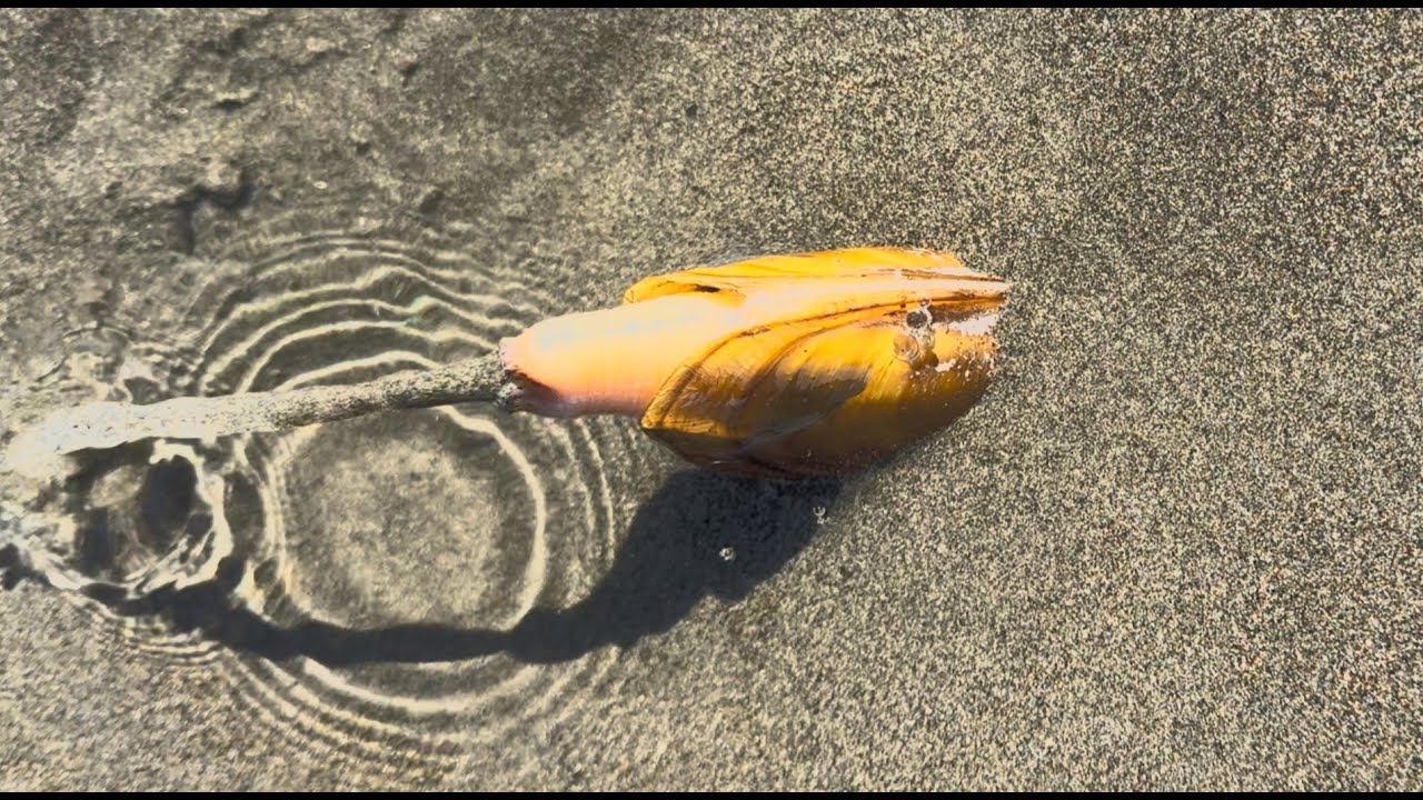 Razor Clam digging 2024. - YouTube