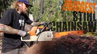 Most Powerful Chainsaw | Stihl 088