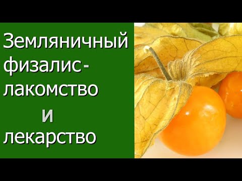 Земляничный физалис - лакомство и лекарство.