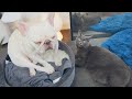 French Bulldog and cat chilling with each other