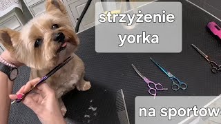 Strzyżenie Yorka  'Na sportowo'