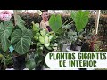 TRASPLANTANDO PLANTAS DE INTERIOR GIGANTES: Filodendro, cuna de moisés, oreja de elefante │Candy Bu