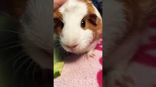 Guinea Pig Noises  what they mean? #Shorts #guineapig #guineapigs