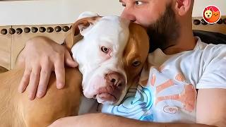 This Rescue Dog Only Wants Everyone To Love Her Now She Rules A Mini Zoo Full Of Love