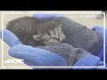 Cat saved during Hurricane Helene now thriving