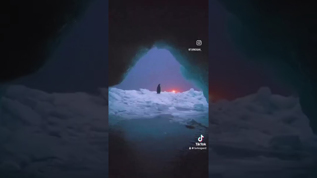 Все в порядке. Пингвин в безопасности.Адрес временного убежища:солнечная Алания 🇹🇷мой дом. 🐧