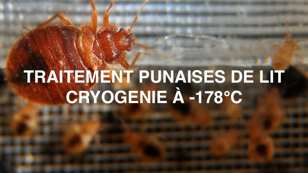 Traitement Naturel par Cryogénie : Lutte contre les Punaises de Lit ...