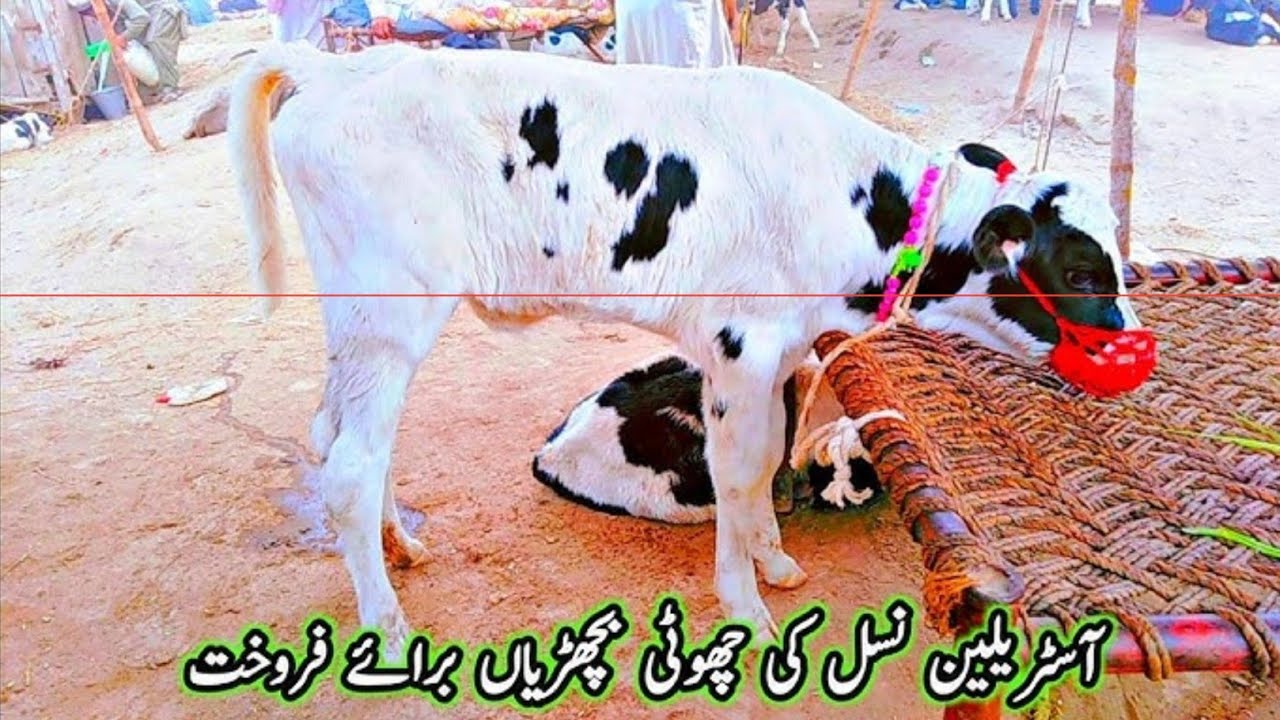 Cow Baby Calf Latest Price MalumorMandi Jhang Cow Mandi 2025