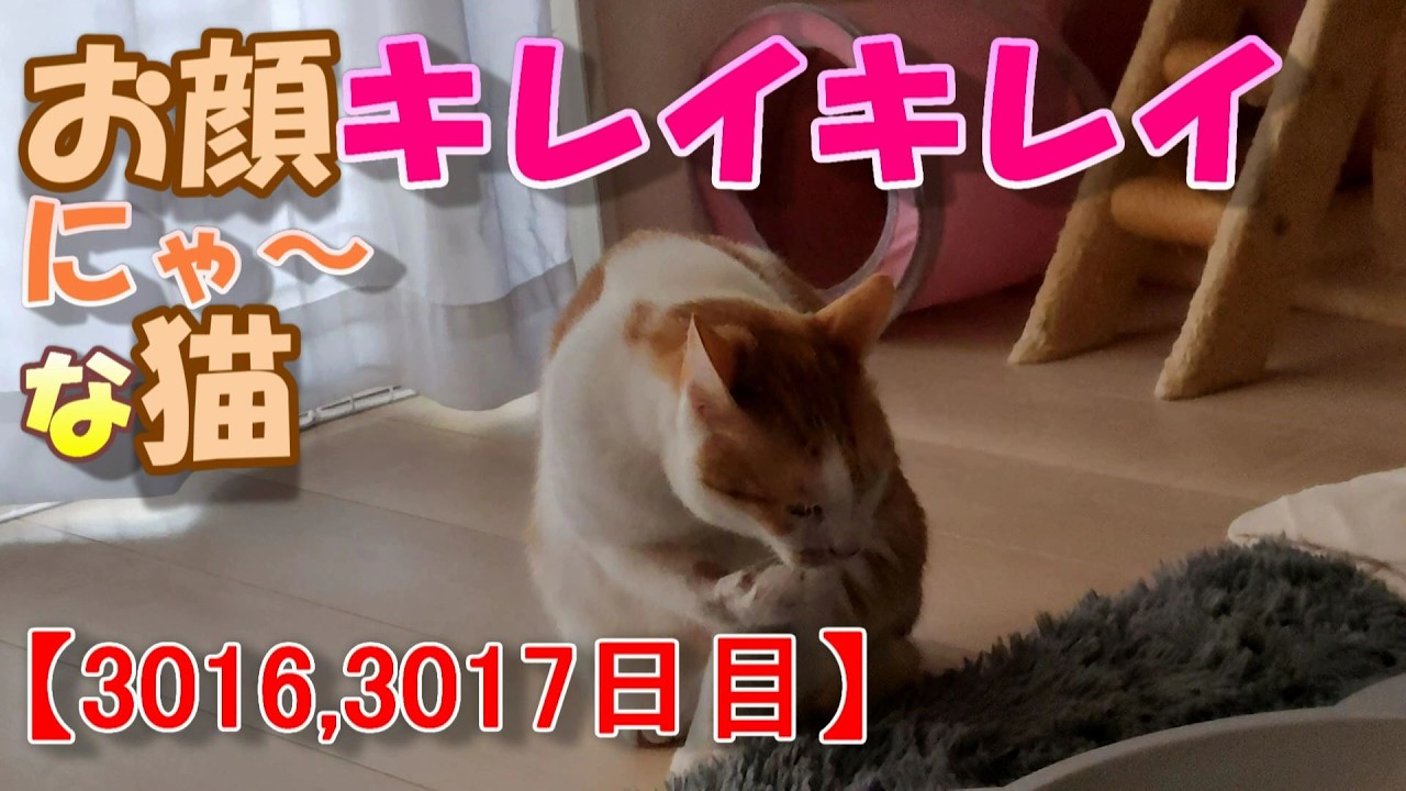 3016,3017日目】お顔キレイキレイにゃ～な猫【かわいい・面白い】～The