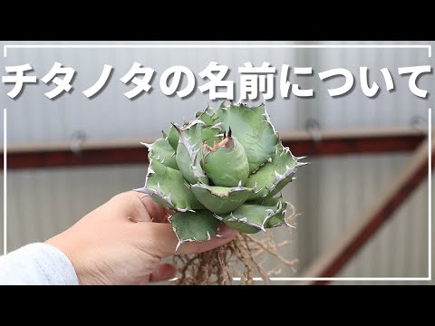 アガベ チタノタの名前＆管理番号問題についてまとめ - YouTube