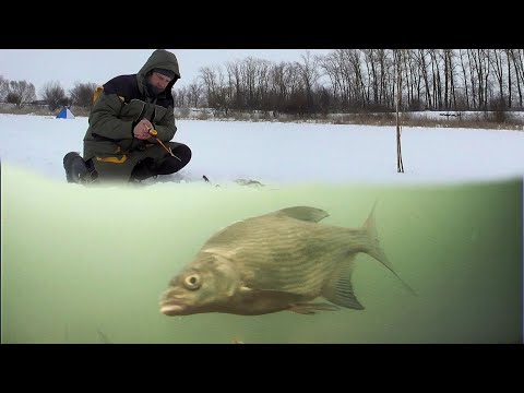 С такой Плотвой и ЩУК НЕ НАДО! Рыбалка в феврале. Подводная съемка