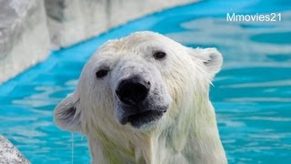 出産おめでとう！ホッキョクグマのララ~Birth of Polar Bear