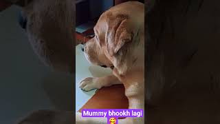 Alpha #trending #youtubeshorts #viralvideos #funny #dog #labrador #shortvideos #retreiver #funny