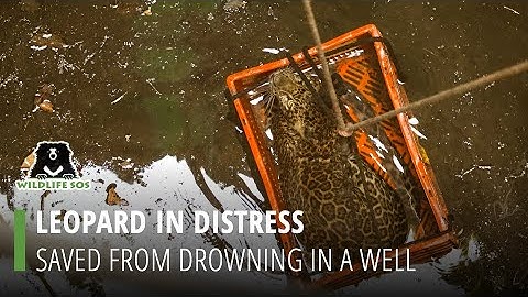 Leopard In Distress: Saved From Drowning in 80-Ft-Deep Well