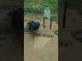 Water Bottle Bird traps #shortvideo