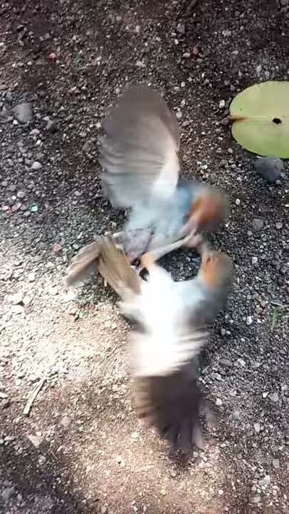 Prenjak tarung lepas kandang
