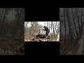 HOMESTEAD INCOGNITO