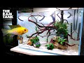 Aquascape Tutorial: GOLD RAM CICHLID Aquarium (How To Step By Step Planted Tank Guide)