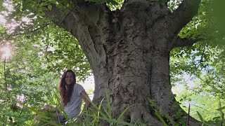 City trees