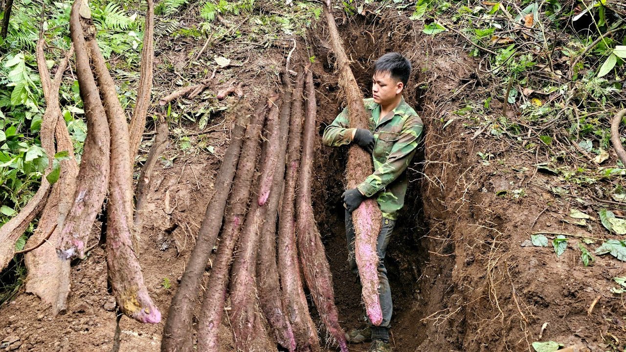 Full video: Trieu Kha goes into the forest to search for giant, little-known, high-value potatoes.