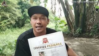 ANJING PEMBURU BISA BIKIN STAMBUM  ORGANISASI YANG MENGELUARKAN STAMBUM ANJING ‼️