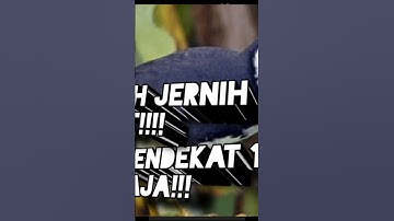 SUARA RUAK RUAK PIKAT AMPUH #ruakruakpikat #ruak #ruakruak