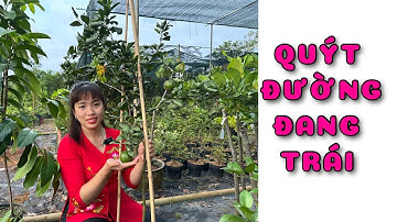 Cây Quýt đường đang trái | 0386569374 - Ngọc Ngân Bến Tre | Chuyên cây độc lạ