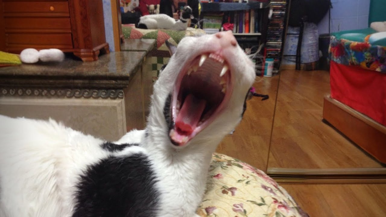 When Your Cat Is a Comedian... But Also Totally Weird 😹 Funny Cat TV