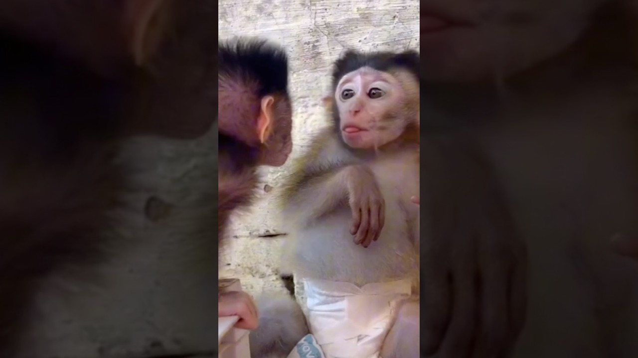 "So Touching! Cici Cares for the Orphan Baby Like a Real Mom 💞🐒" 🏆