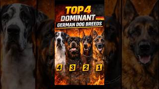 Top 4 German Dog Breeds That Dominate the World 🇩🇪🔥 #dogcoach