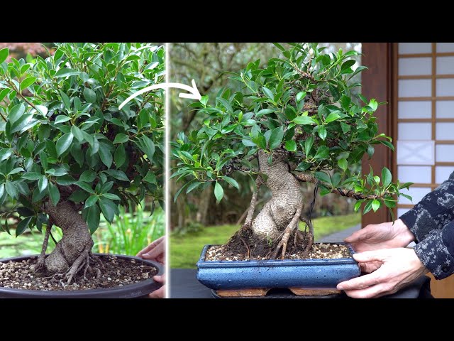 bonsai zelkova zimmerpflanze Bonsai Zelkova (Japanische Ulme) – Secret Garden Plant Shop main image 0