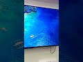 XIAOMI 55 4K ANDROID TV